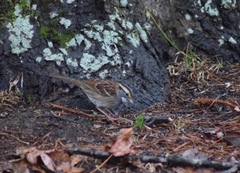 Zonotrichia albicollis