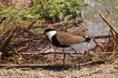 Vanellus spinosus