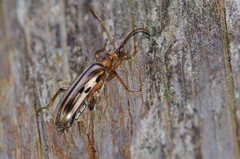Ortholeptura valida