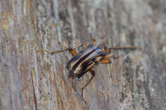 Ortholeptura valida