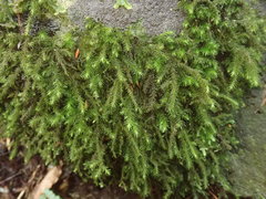 Echinodiopsis hispida