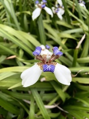Trimezia gracilis
