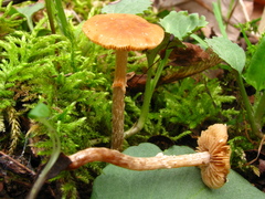 Kuehneromyces marginellus