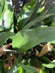 Aspidistra elatior