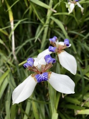 Trimezia gracilis