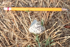 Charadrius vociferus