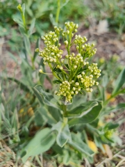 Lepidium draba