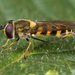 Bristleside Flies - Photo (c) Nikolai Vladimirov, some rights reserved (CC BY-NC), uploaded by Nikolai Vladimirov