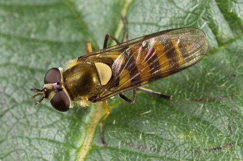 Parasyrphus lineolus