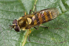 Parasyrphus lineolus