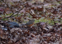 Pipilo erythrophthalmus