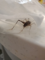 Tachycines asynamorus