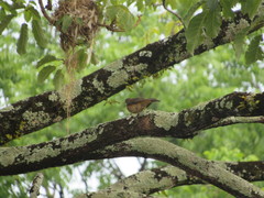 Turdus grayi