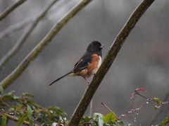 Pipilo erythrophthalmus