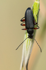 Stenochidus gracilis