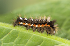Acronicta rumicis