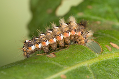 Acronicta rumicis