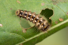 Acronicta rumicis