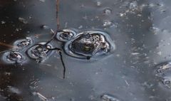 Bufo bufo