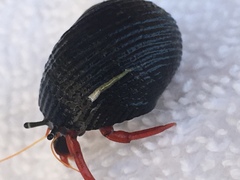 Calcinus californiensis