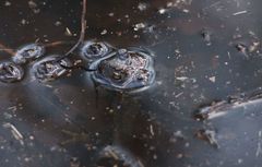 Bufo bufo