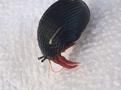 Calcinus californiensis