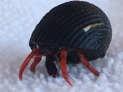 Calcinus californiensis