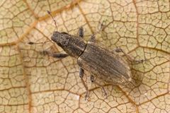 Sitona humeralis