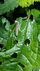 Celaenorrhinus maculosa