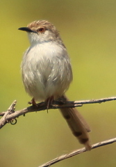 Prinia gracilis