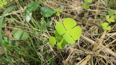 Marsilea minuta