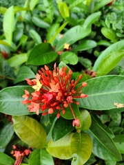 Ixora chinensis