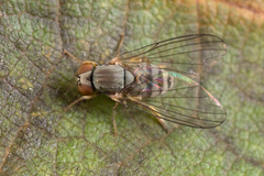 Protoclythia modesta