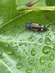 Ptosima laeta