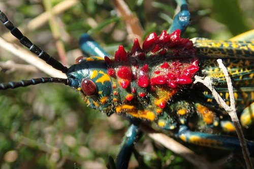 Rainbow Milkweed Locust