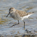 White-rumped Sandpiper × Dunlin - Photo (c) Chris Cheatle, some rights reserved (CC BY-NC), uploaded by Chris Cheatle