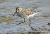 White-rumped Sandpiper × Dunlin - Photo (c) Chris Cheatle, some rights reserved (CC BY-NC), uploaded by Chris Cheatle