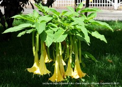Brugmansia versicolor
