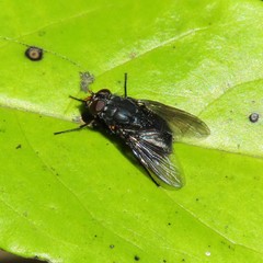 Calliphoroides antennatis