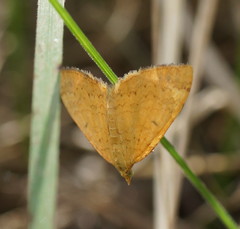 Chrysolarentia insulsata
