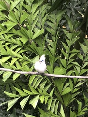 Leucopsar rothschildi