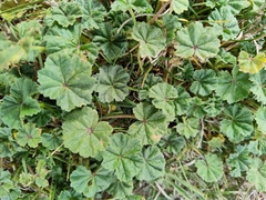 Malva neglecta