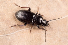 Pterostichus oblongopunctatus