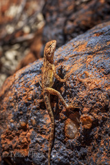 Ctenophorus caudicinctus