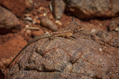 Ctenophorus caudicinctus