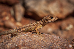 Ctenophorus caudicinctus
