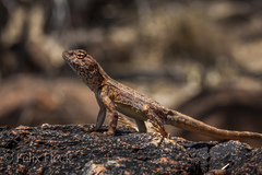 Ctenophorus caudicinctus