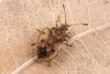 Birch Catkin Bug - Photo (c) Nikolai Vladimirov, some rights reserved (CC BY-NC), uploaded by Nikolai Vladimirov
