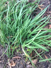 Allium triquetrum