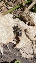 Andrena dunningi